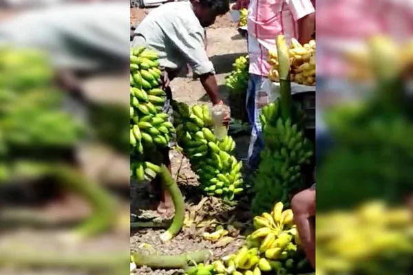 chemicals are being used in banana for ripening 
